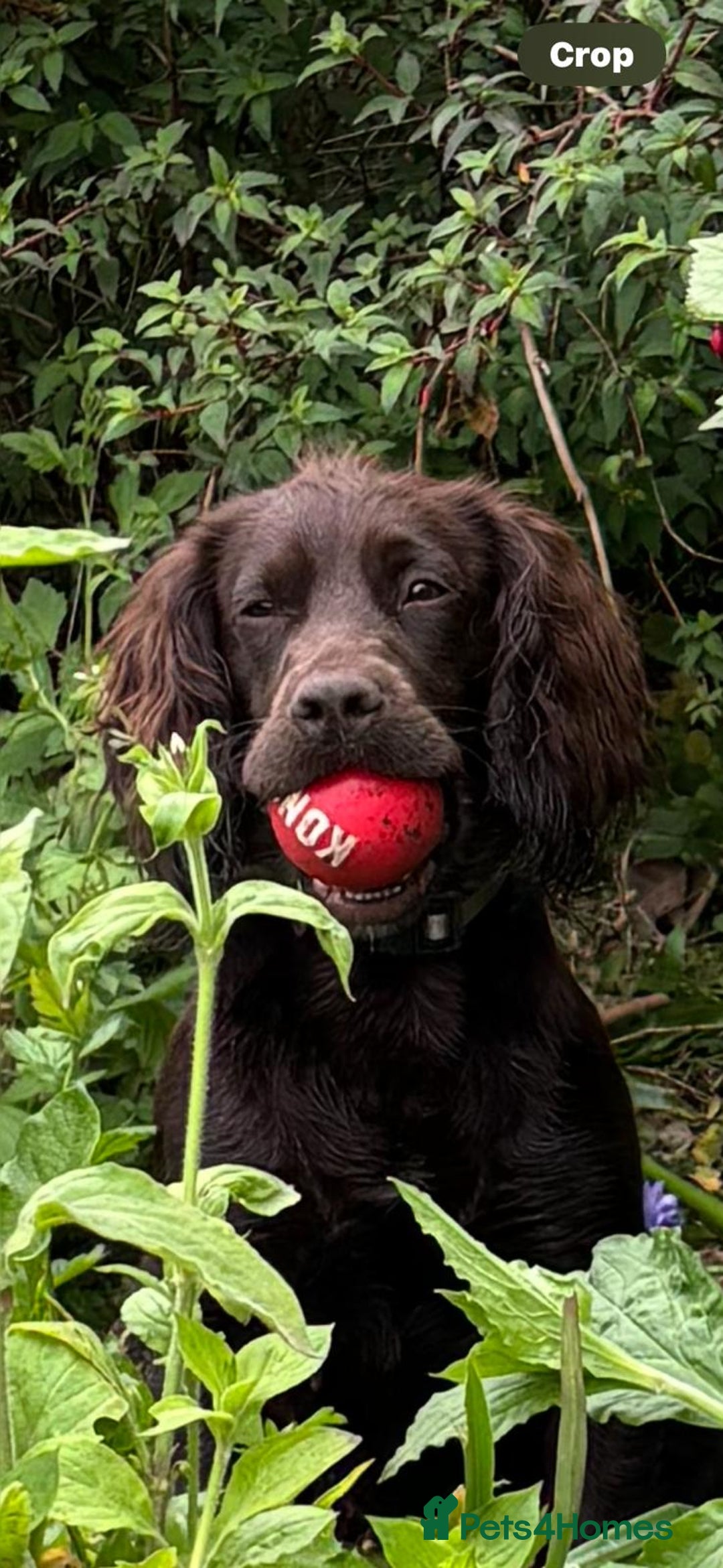 Cocker Spaniel dogs for sale: KC Registered Cocker Spaniel (Working) Puppies - Image 17