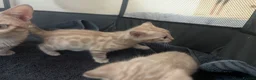 Bengal cats for sale: Stunning Snow Bengal kittens  - Advert 2