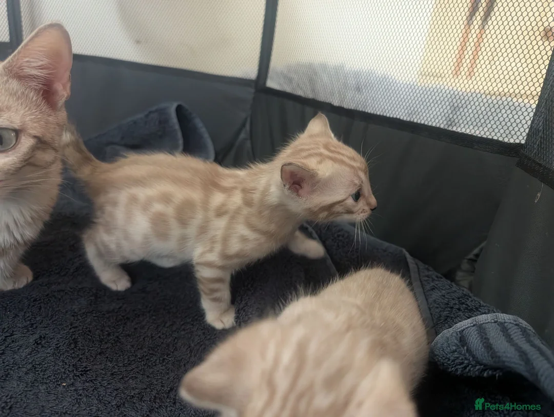 Bengal cats for sale: Stunning Snow Bengal kittens  - Advert 2