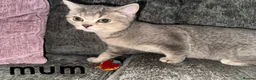 British Shorthair cats for sale: British shorthair kittens - Advert 16