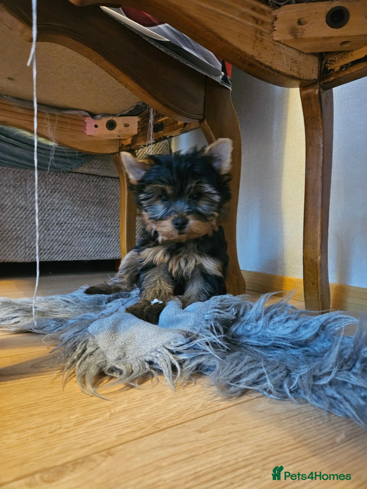 Yorkshire Terrier dogs Yorkshire Terrier Puppies Looking for Loving Homes - Advert 9