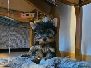 Yorkshire Terrier dogs Yorkshire Terrier Puppies Looking for Loving Homes - Advert 9