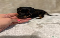 Miniature Dachshund dogs for sale: 🐾 Stunning Miniature Dachshund Puppies - Image 11