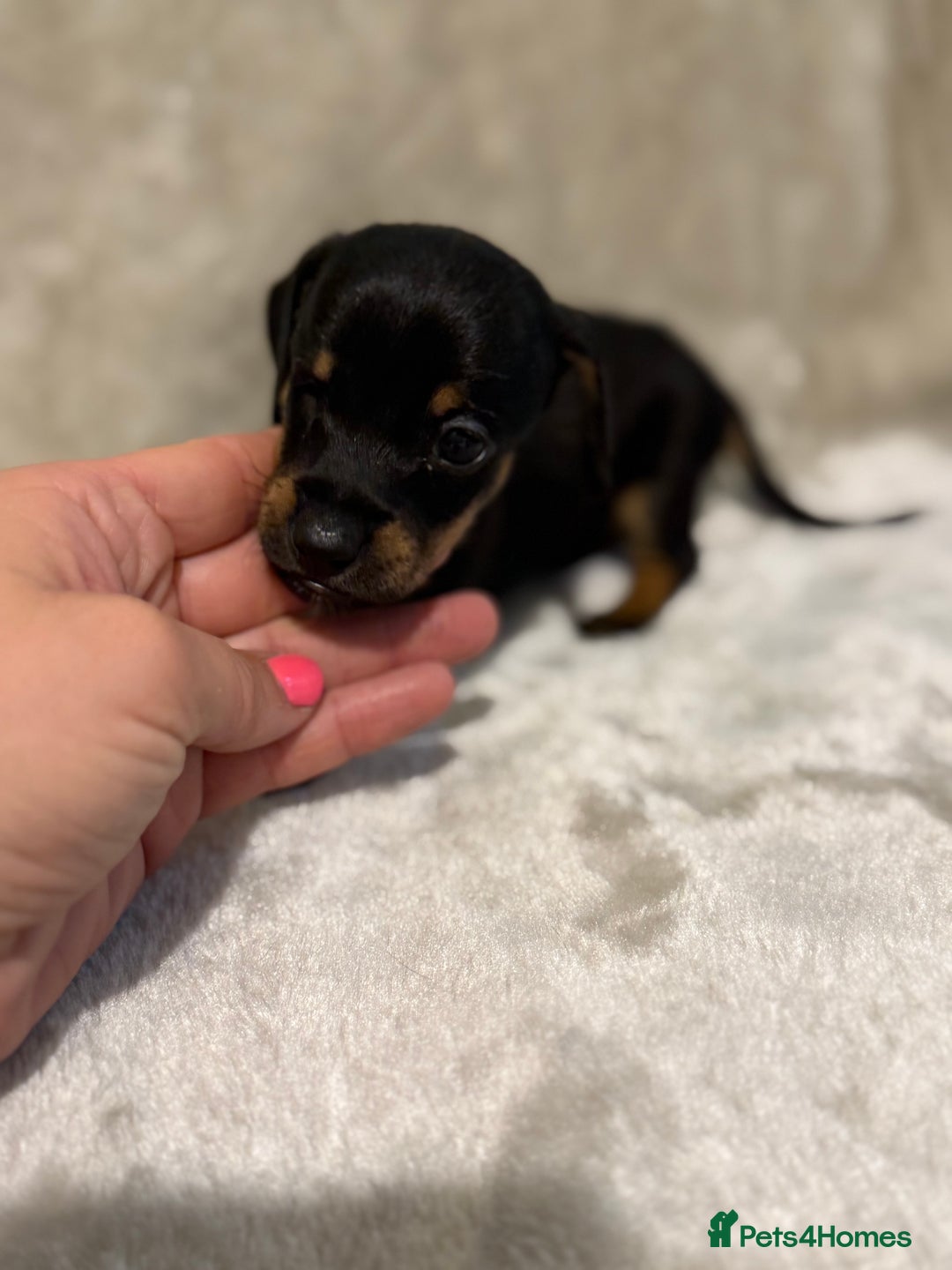 Miniature Dachshund dogs for sale: 🐾 Stunning Miniature Dachshund Puppies - Image 11