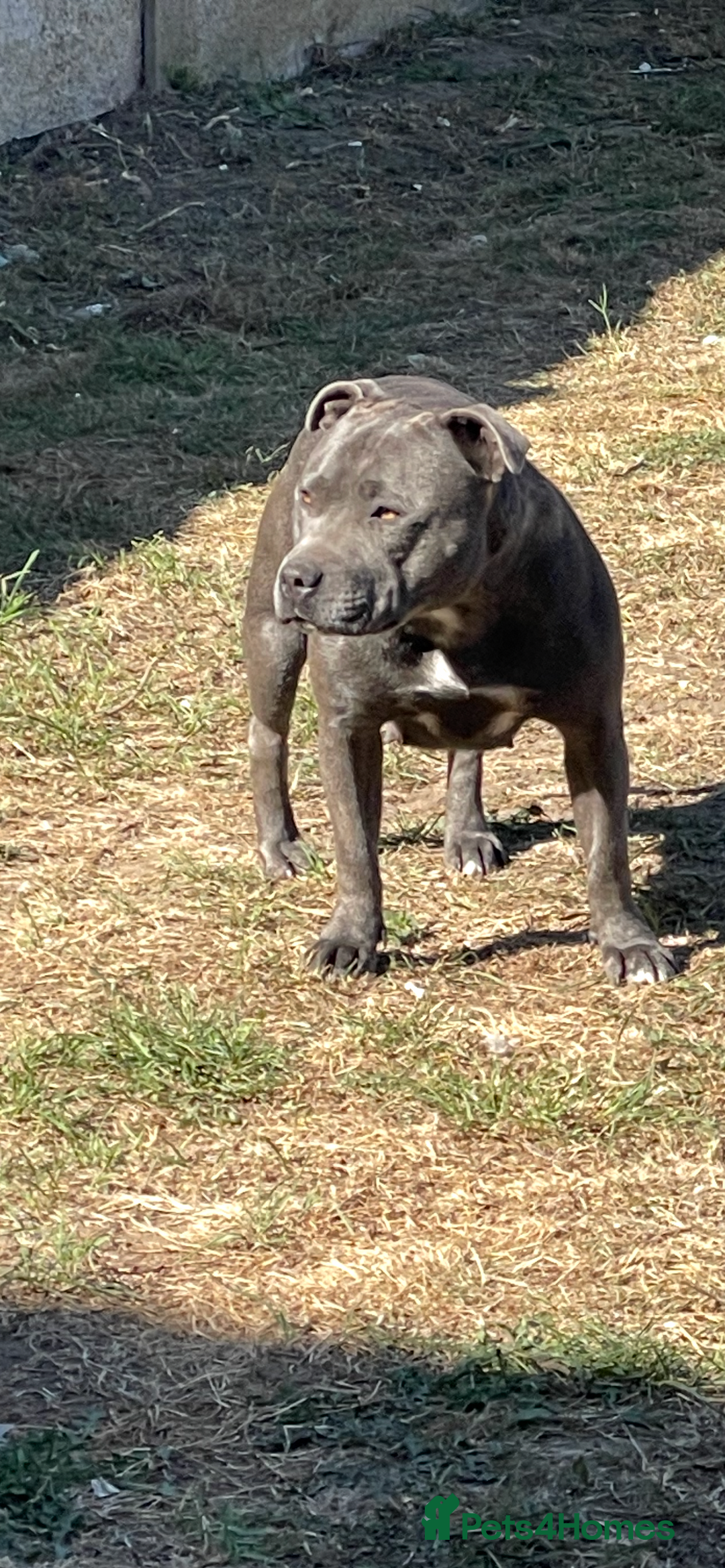 Staffordshire Bull Terrier dogs for sale: KC blue female staff  - Advert 2