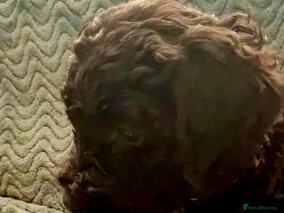 Labradoodle dogs ⭐✨ Mini Labradoodles ⭐✨ ONLY 3 Girls ⭐✨ - Advert 5