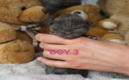 Maine Coon cats for sale: SHOW QUALITY MAINE COON KITTENS  - Image 6