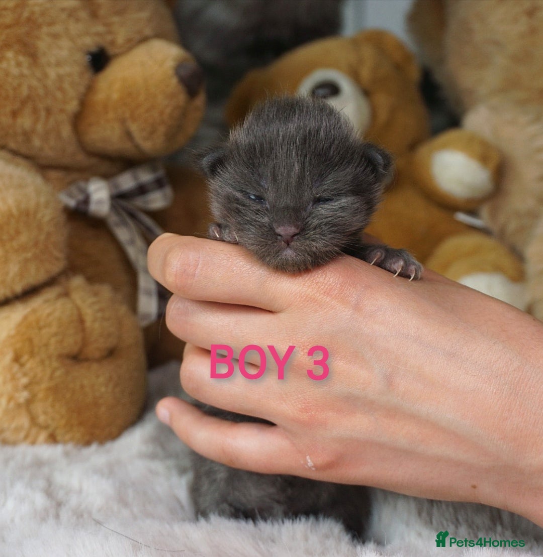 Maine Coon cats for sale: SHOW QUALITY MAINE COON KITTENS  - Image 6