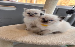 Ragdoll cats for sale: 💗Beautiful ragdoll kittens 💙 - Image 12