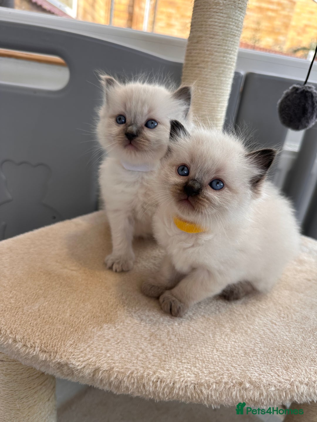 Ragdoll cats for sale: 💗Beautiful ragdoll kittens 💙 - Image 12