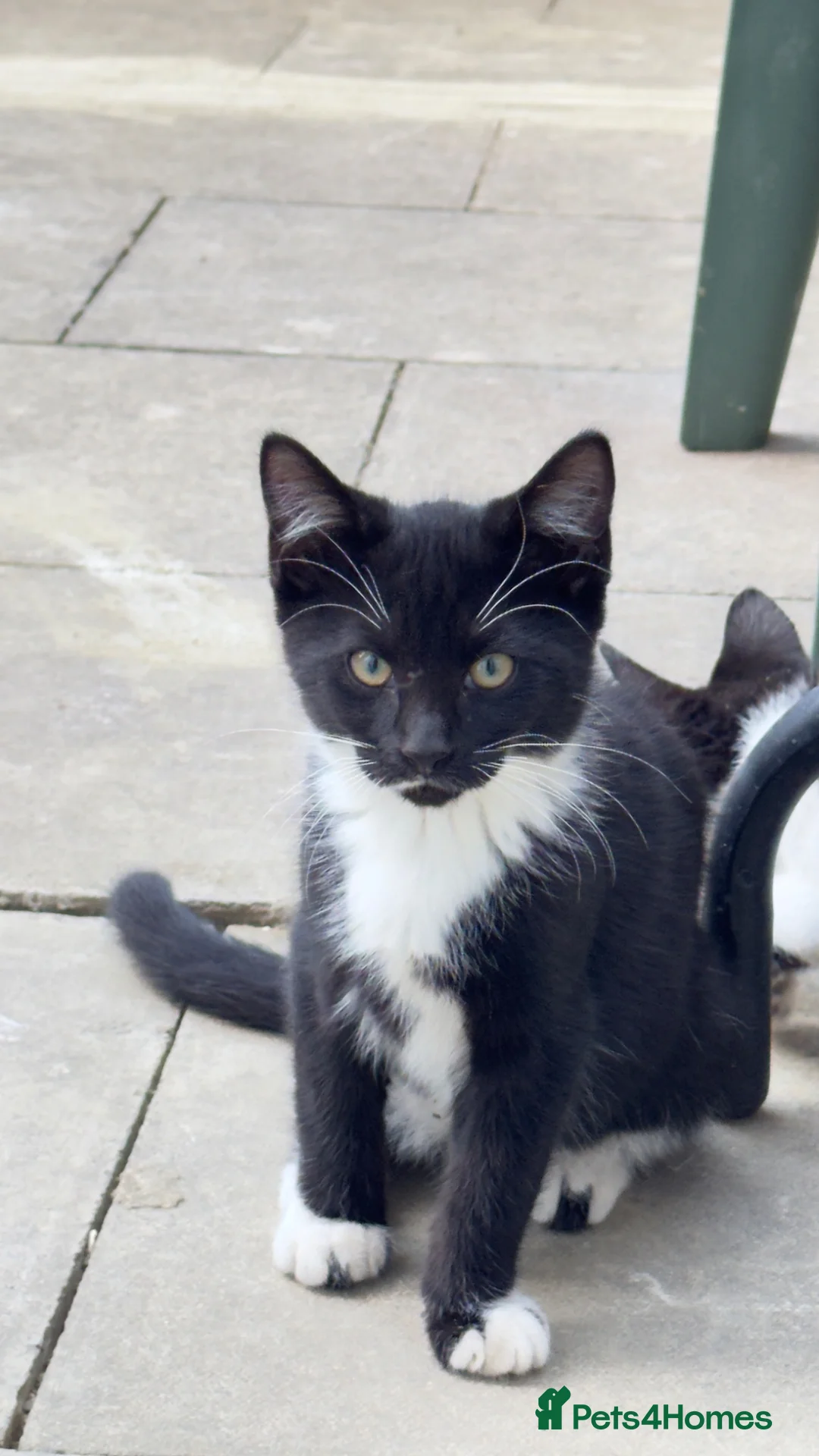 Mixed Breed cats for sale: 2 tuxedo female cat  - Advert 2