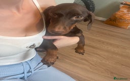 Dachshund dogs for sale: Beautiful Merle Dachshund Puppies - Image 12