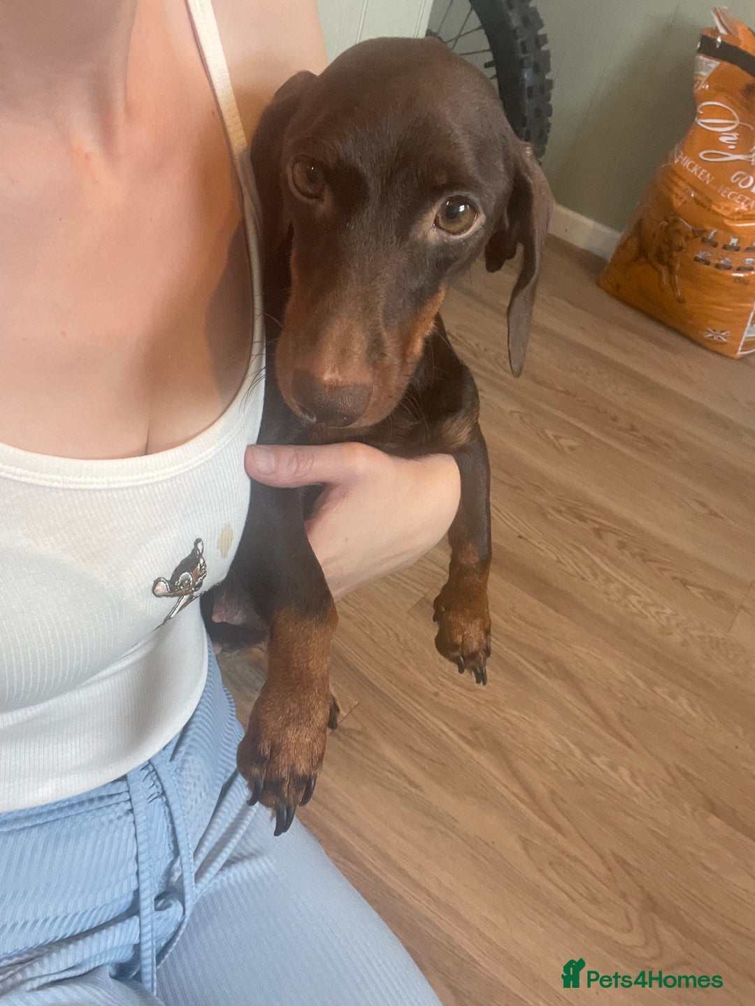Dachshund dogs for sale: Beautiful Merle Dachshund Puppies - Image 12