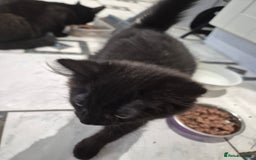 Domestic Shorthair cats for sale: Male & Female Kitten 12 WEEKS OLD - Image 7