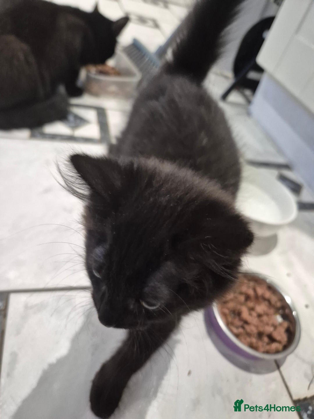 Domestic Shorthair cats for sale: Male & Female Kitten 12 WEEKS OLD - Image 7