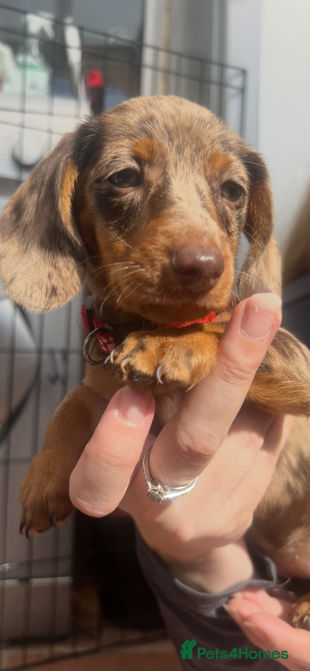 Dachshund dogs for sale: READY TO GO Dachshund Puppies dapple+chocolate - Image 28