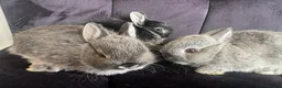 Netherland Dwarf rabbits for sale: **FREE RANGE** Netherland dwarf bunnies  - Advert 8