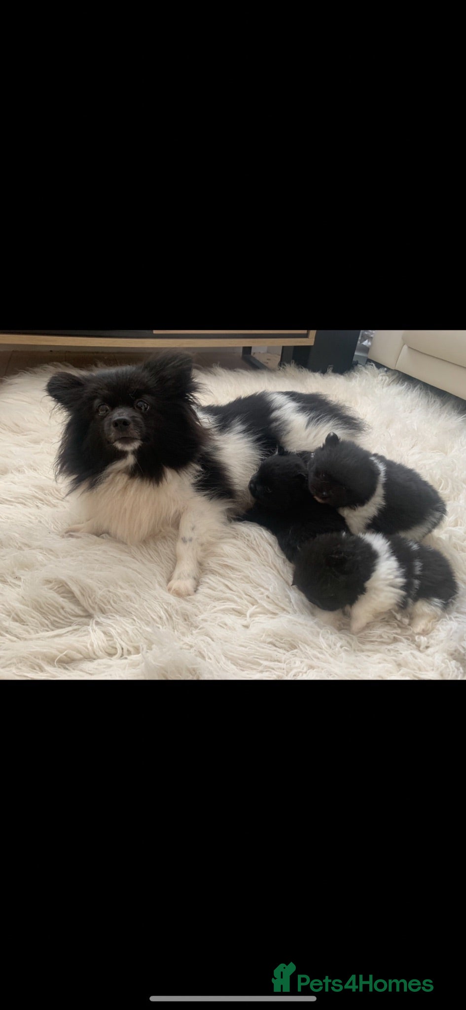 Pomeranian dogs Pomeranian  - Advert 18