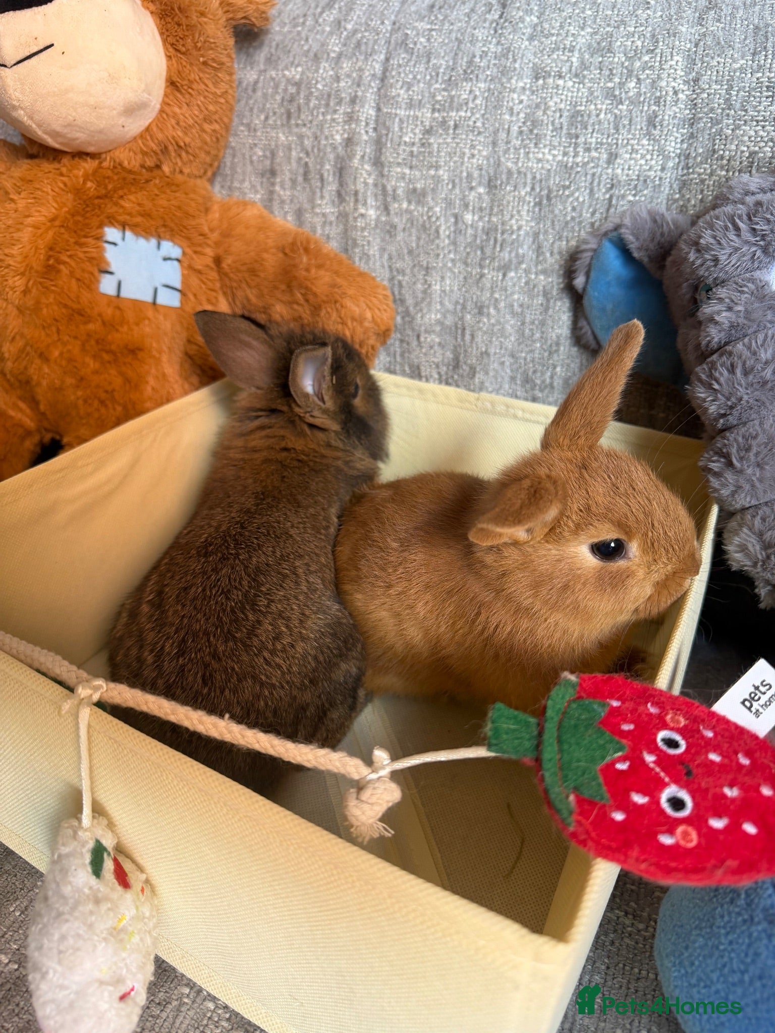 Mixed Breed rabbits ✨🐇Cute Mixed Breed Baby Bunnies Available😍🐇 - Advert 2
