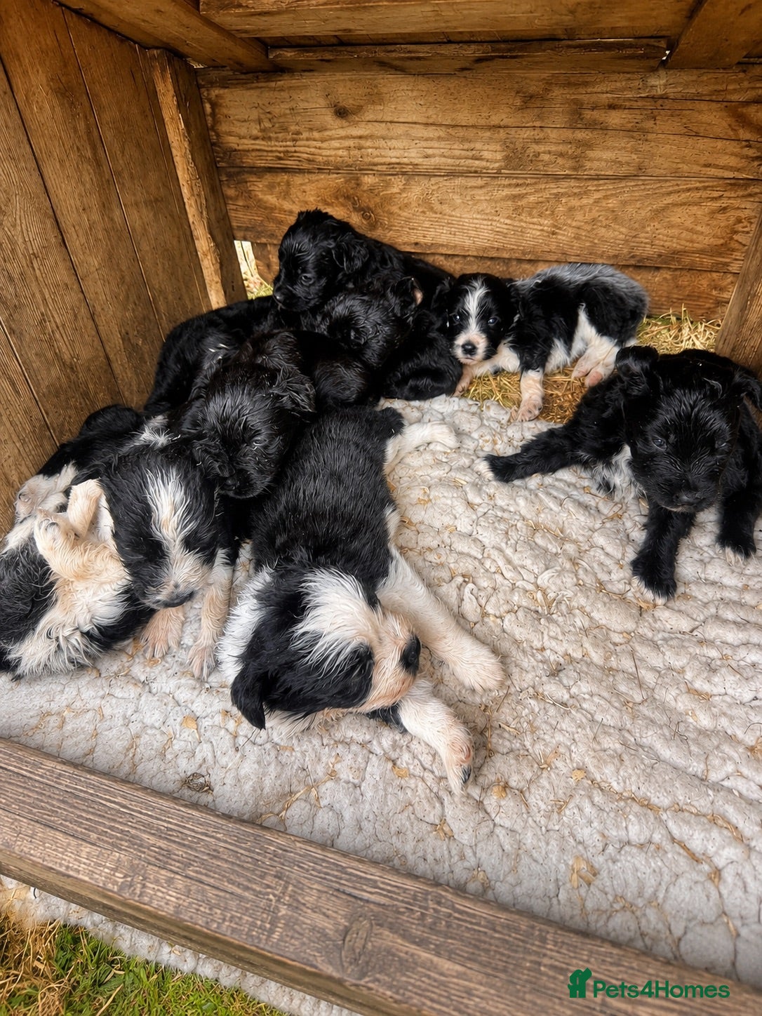 Mixed Breed dogs Aussie x Cocker Puppies “Auckers” - Advert 1