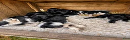 Mixed Breed dogs for sale: Aussie x Cocker Puppies “Auckers” - Advert 1
