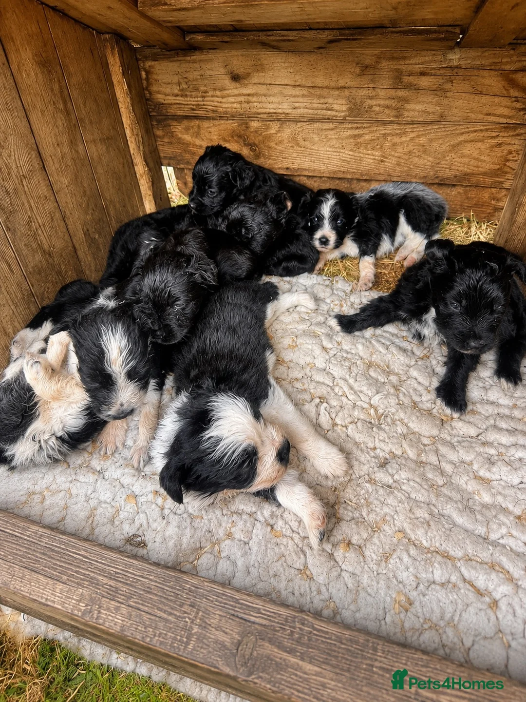 Mixed Breed dogs for sale: Aussie x Cocker Puppies “Auckers” - Advert 1