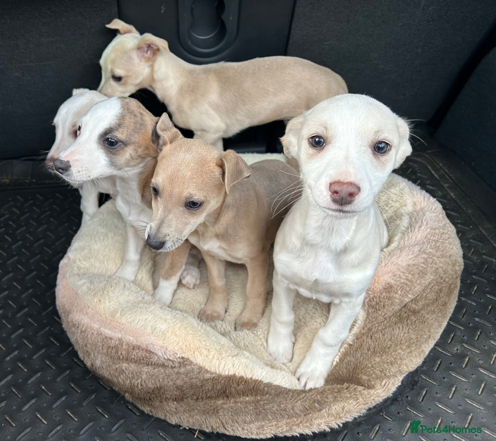 Mixed Breed dogs Chihuahua cross Whippet Puppies  - Advert 5