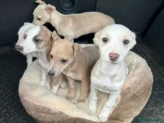 Mixed Breed dogs Chihuahua cross Whippet Puppies - Advert 15