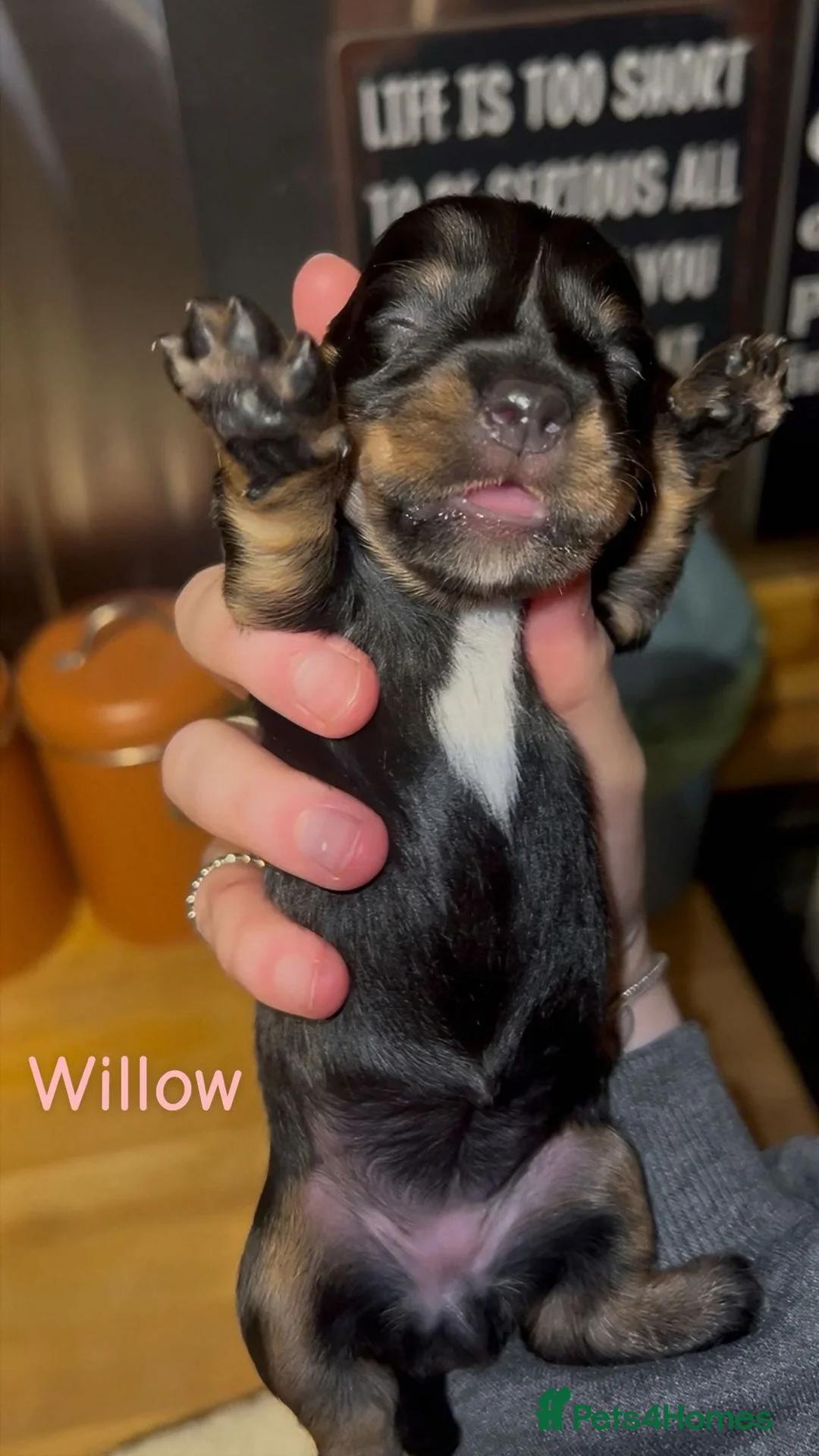 Dachshund dogs for sale: Dacshaunds puppies  - Advert 8