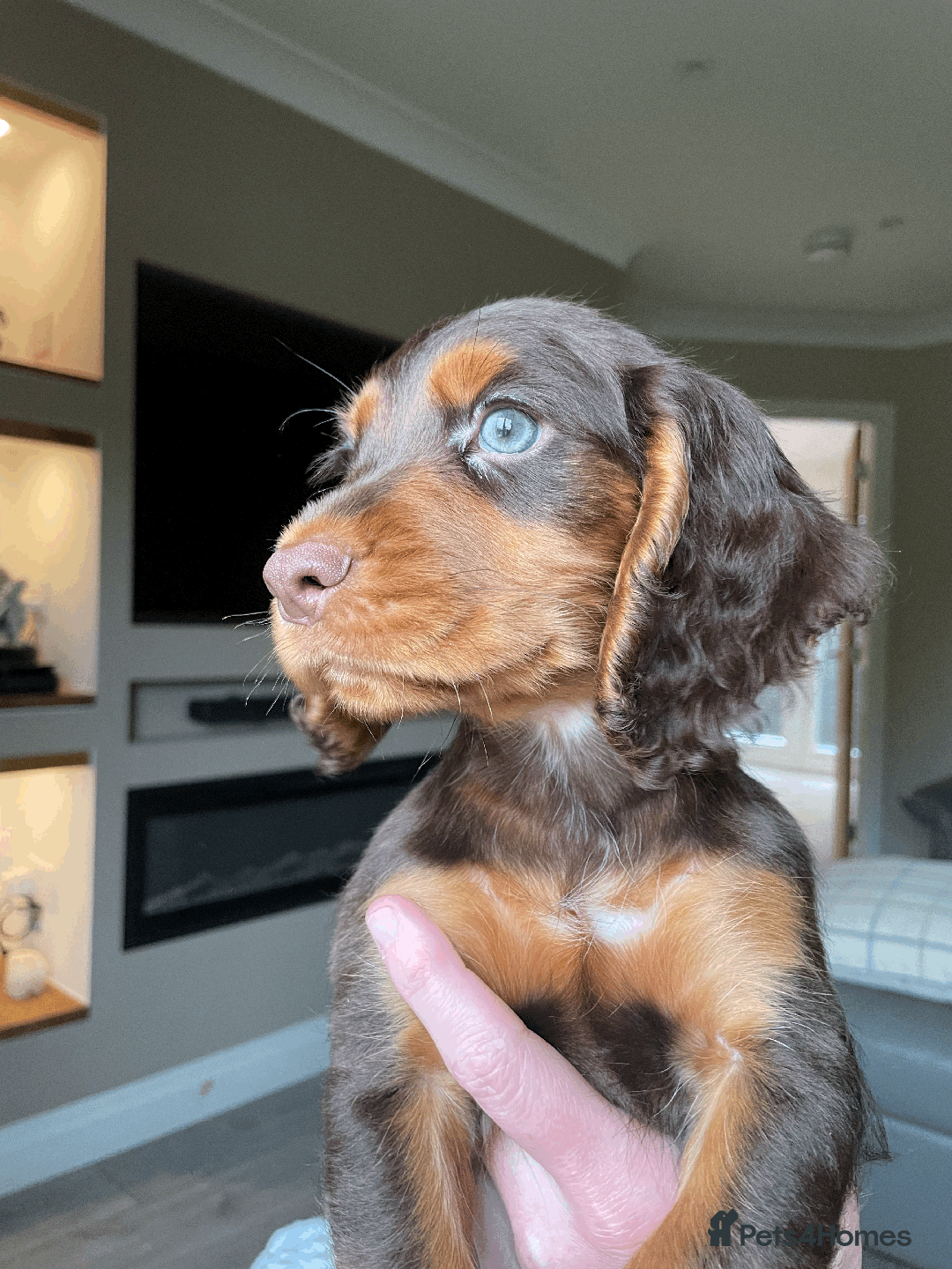 Cocker Spaniel dogs for sale: Cocker Spaniel Pups Outstanding Pedigree Lines! - Advert 11