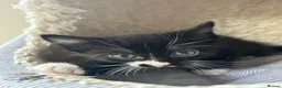 Mixed Breed cats for sale: Beautiful short-haired black and white kittens in Sudbury - Advert 16