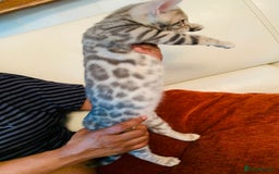 Bengal cats for sale: High Quality Rosetted Pure Breed Bengal in Chigwell - Image 6
