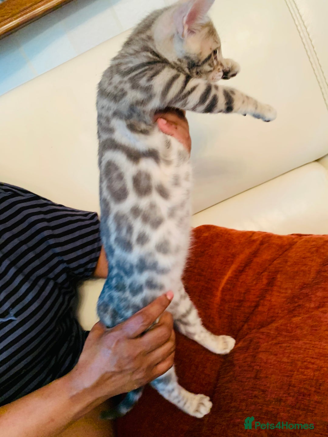 Bengal cats for sale: High Quality Rosetted Pure Breed Bengal in Chigwell - Image 6