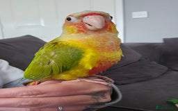 Conures birds for sale: Pineapple conure + full set up - Image 1