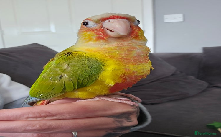 Conures birds - Advert 1