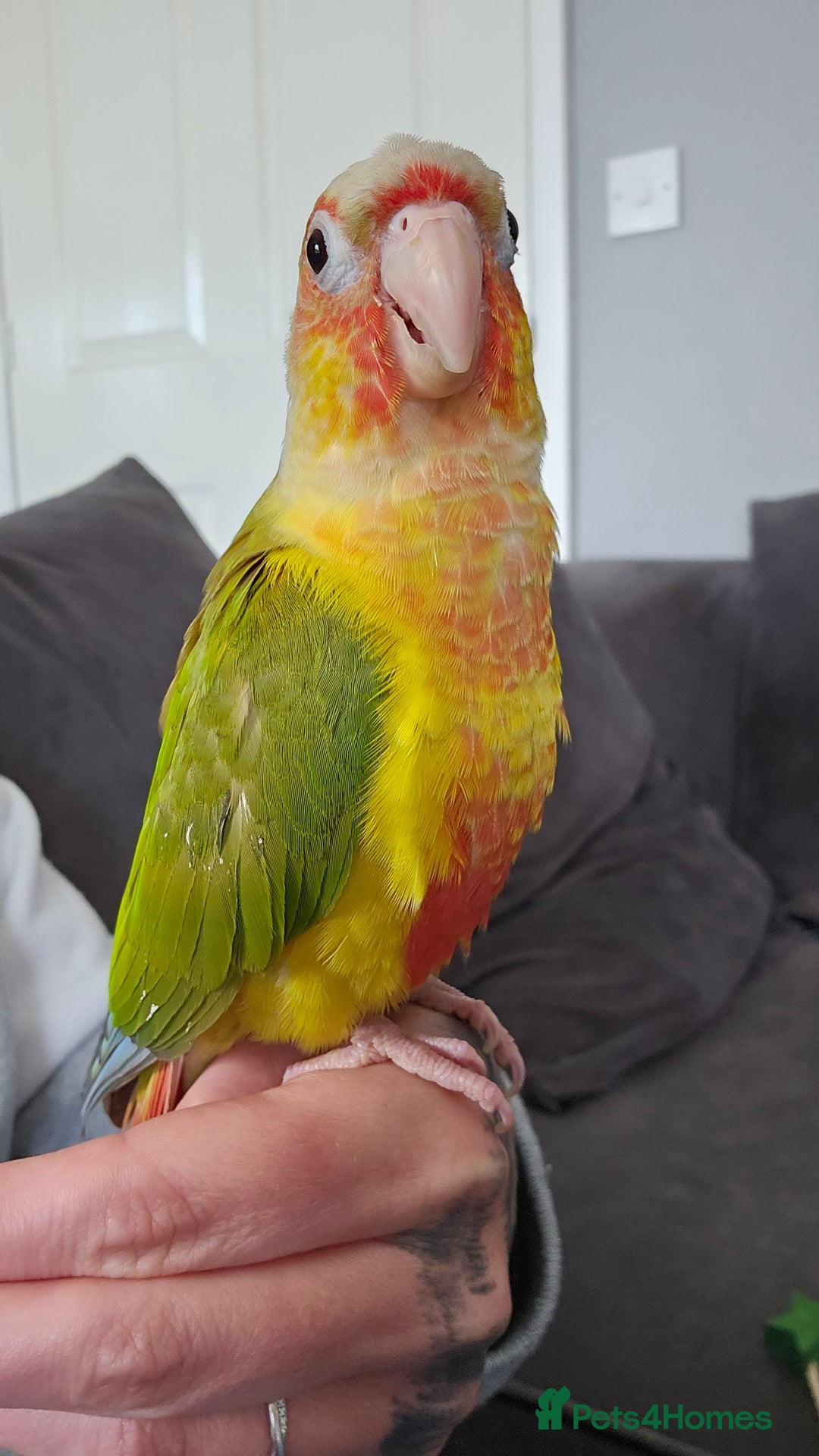 Conures birds for sale: Pineapple conure + full set up - Image 1
