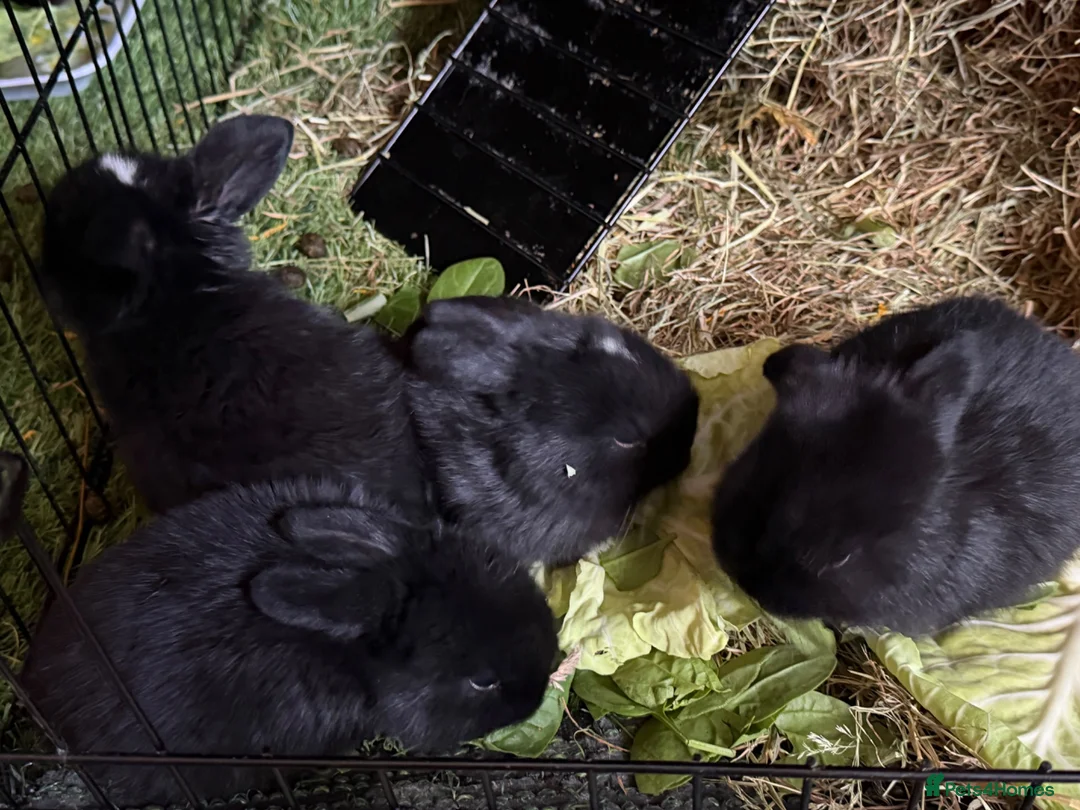 Mixed Breed rabbits for sale: Bunnies for sale  in Wadhurst - Advert 20