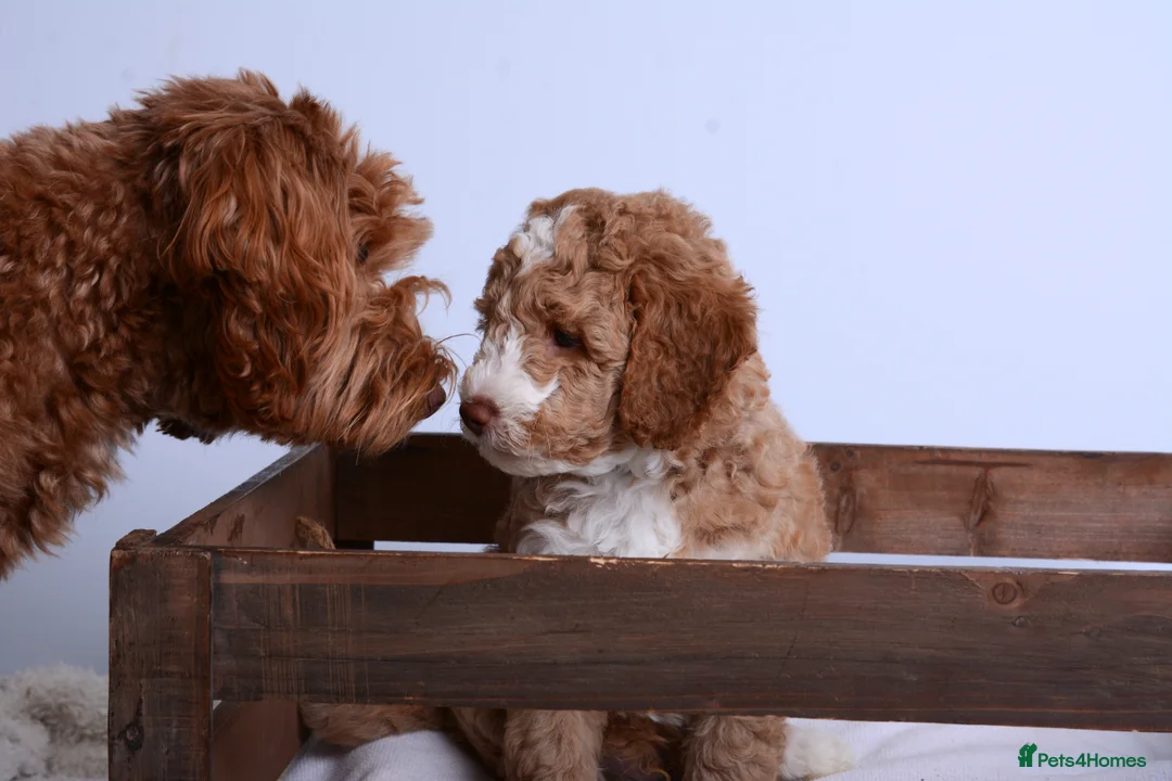 Australian Labradoodle dogs for sale: Australian Labradoodle - Advert 3