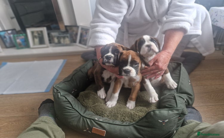 Boxer dogs - Advert 1