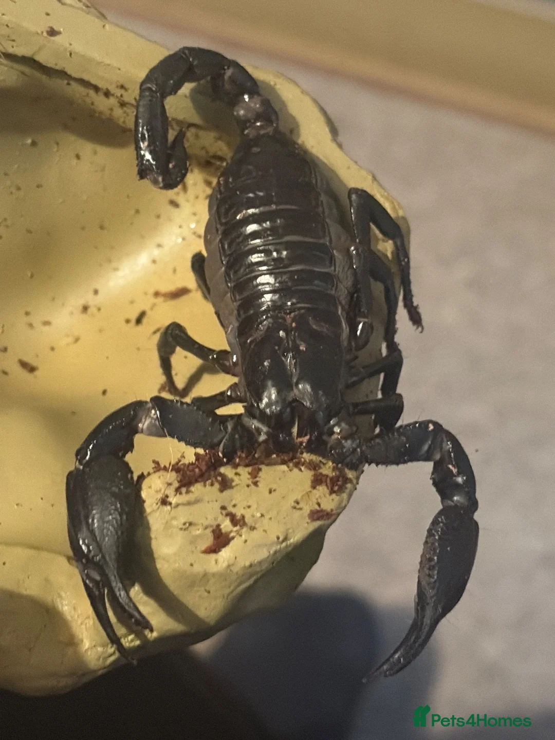 Scorpions invertebrates for sale: Trio of Asian forest scorpion  in Staines - Advert 1