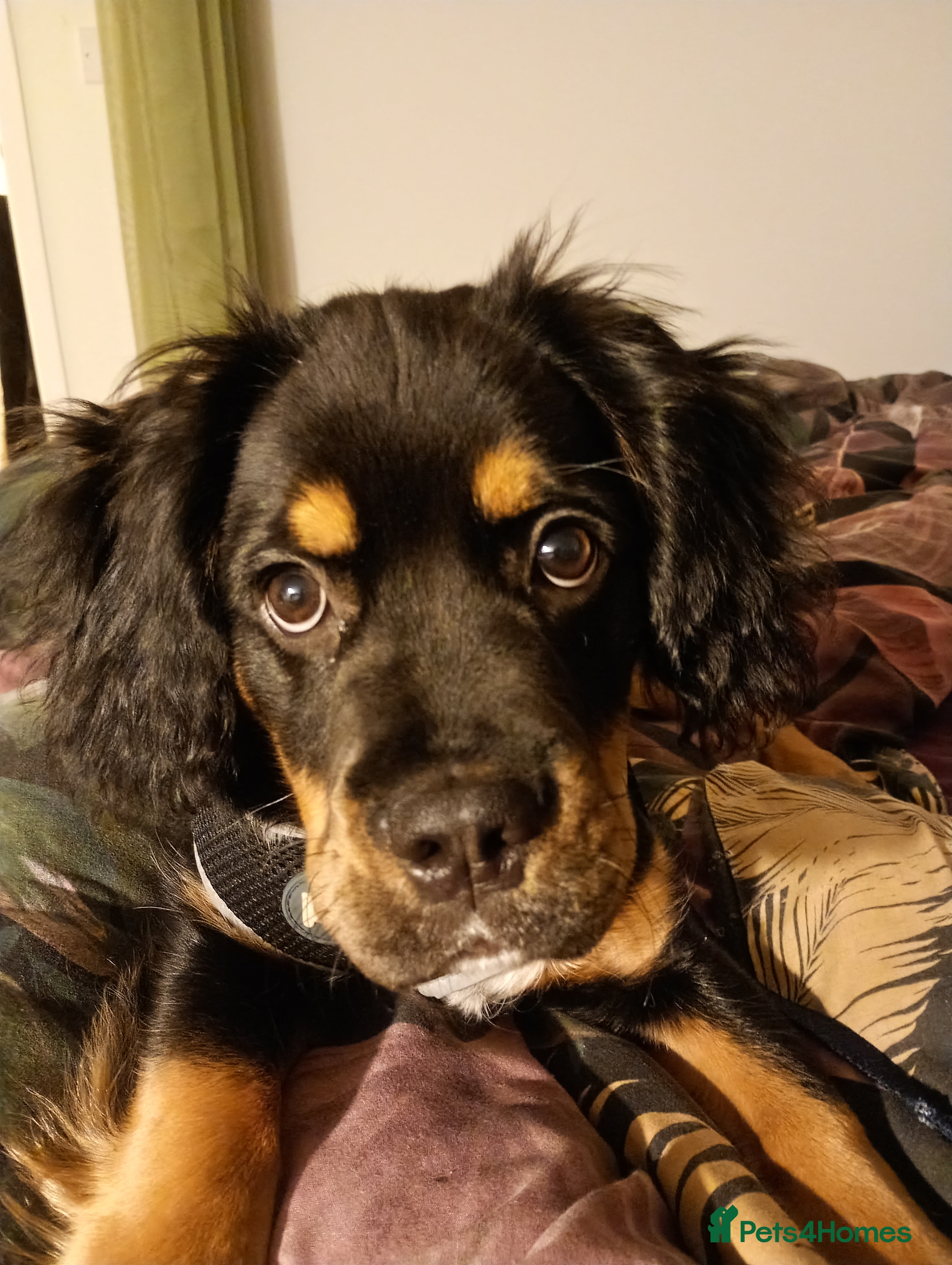 Mixed Breed dogs 6 month old mix (Frenchie/Springer)  - Advert 1