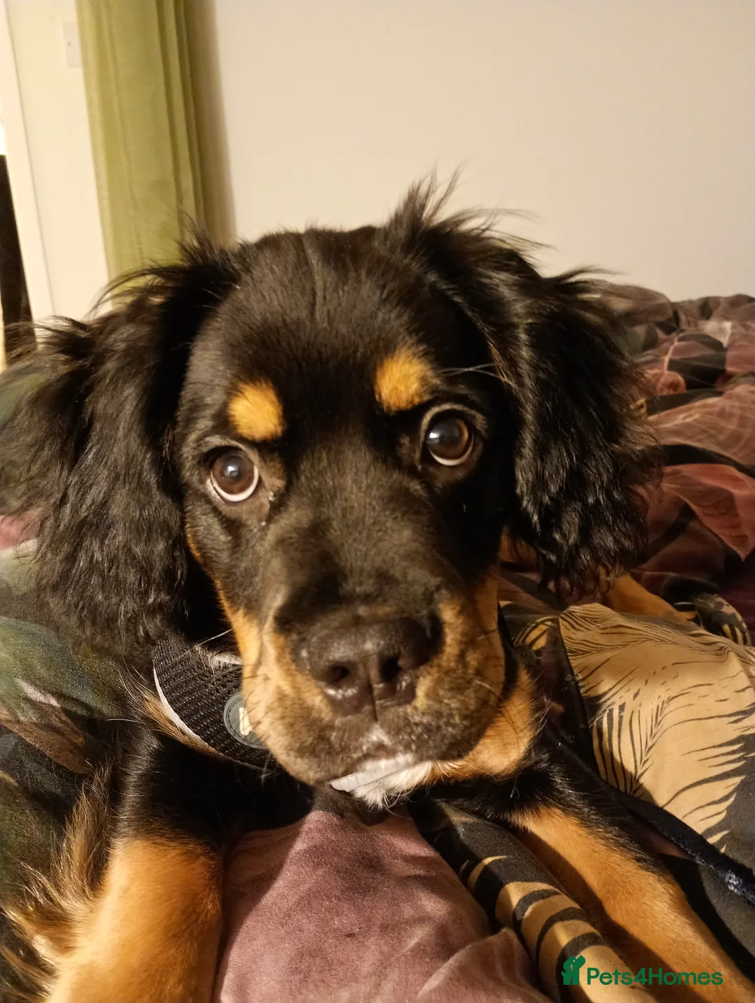 Mixed Breed dogs for sale: 6 month old mix (Frenchie/Springer)  - Advert 1