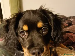 Mixed Breed dogs 6 month old mix (Frenchie/Springer) - Advert 1