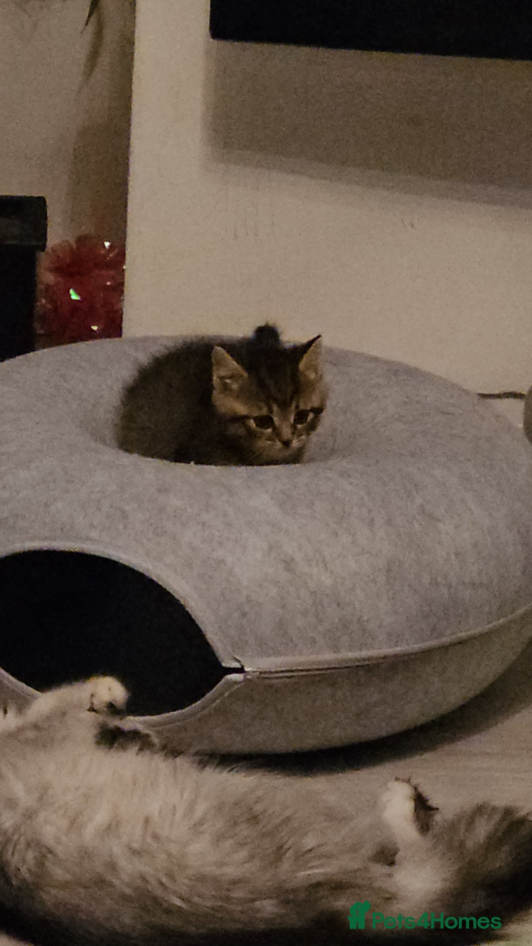 Persian cats for sale: Tabby female with full set up ready to go. - Image 14
