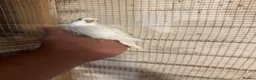 Budgerigars birds for sale: Budgies for sale £40 each collection mk404nn - Advert 6