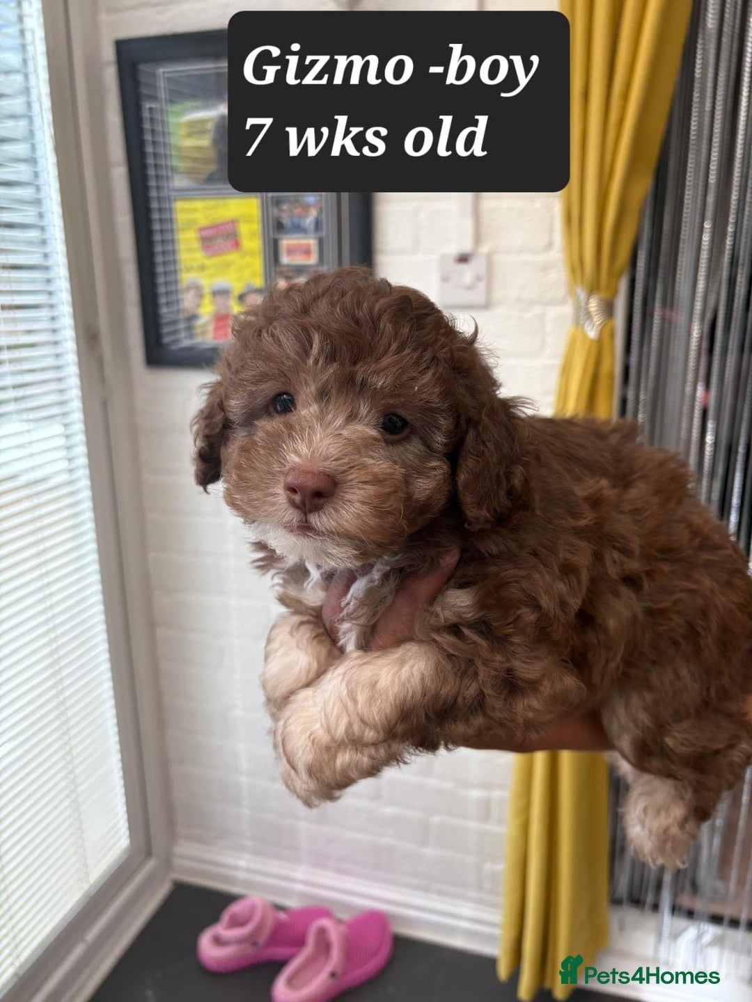 Toy Poodle dogs for sale: Asian toy poodle  - Image 11