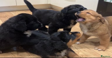 Mixed Breed dogs - Advert 14
