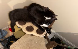 Mixed Breed cats for sale: Kittens - Image 4