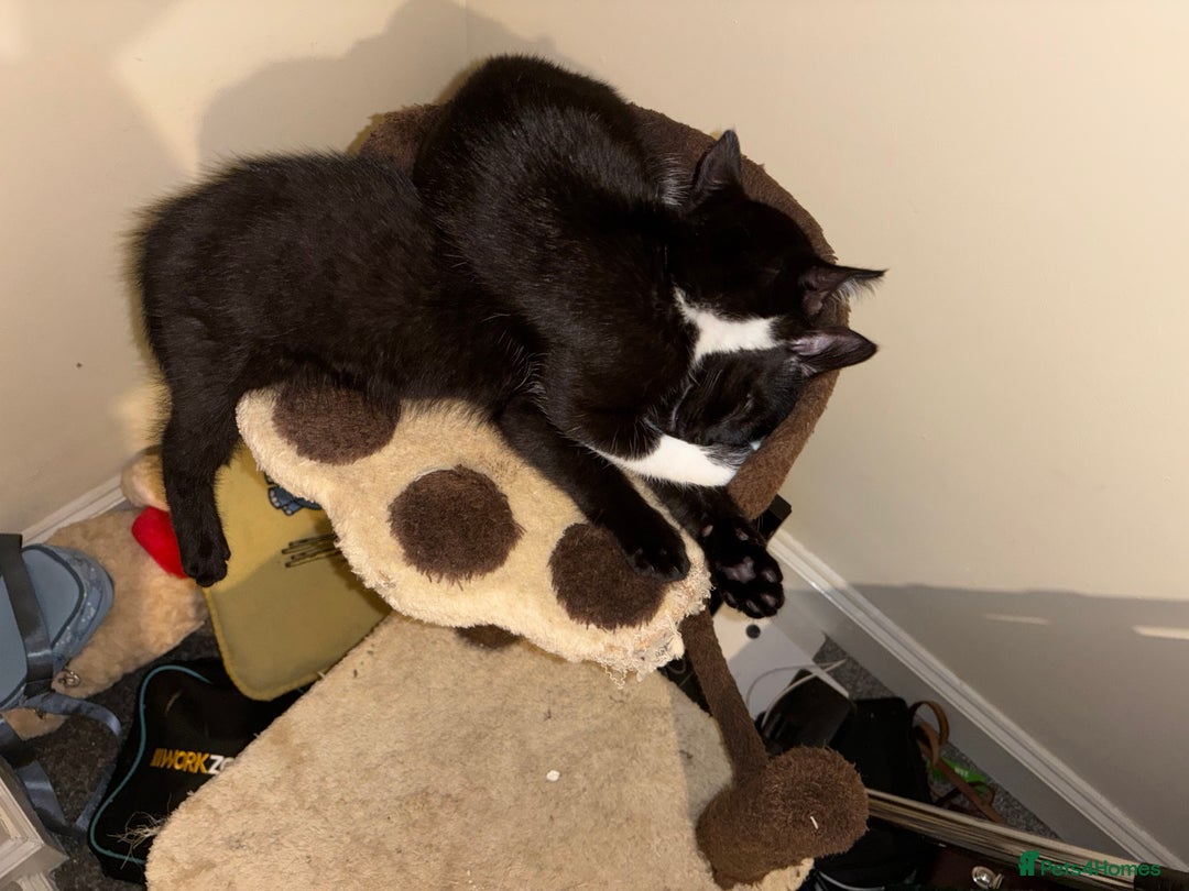 Mixed Breed cats for sale: Kittens - Image 4