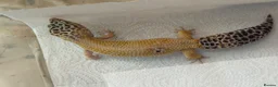 Gecko reptiles for sale: Leopard Gecko - Advert 2